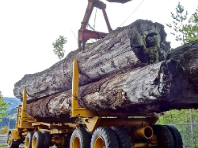 Le programme national de la forêt et du bois approuvé par décret