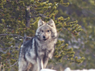 Le troisième “plan d’action national-loup” en consultation