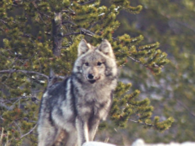 Plan d’action national loup&nbsp;: les arrêtés sont parus