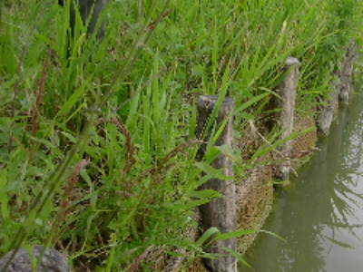 Irrigation : le régime dérogatoire à nouveau prolongé