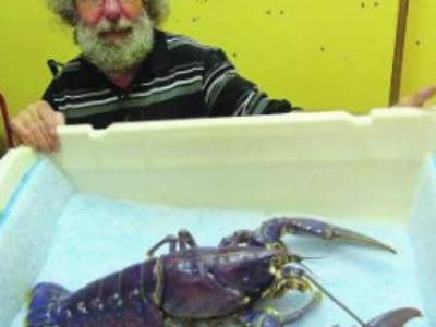 Dieppe et le mystère du homard violet