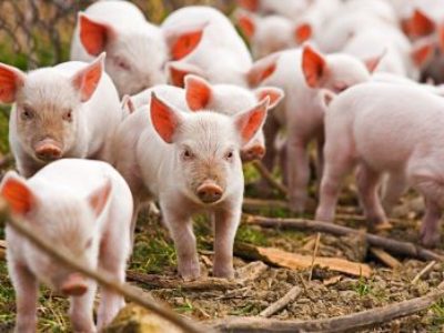 ICPE : l’élevage porcin bascule vers le régime de l’enregistrement