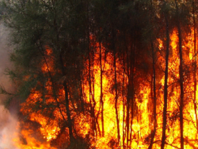 Incendies de forêt : comment mobiliser les outils de prévention et d’aménagement