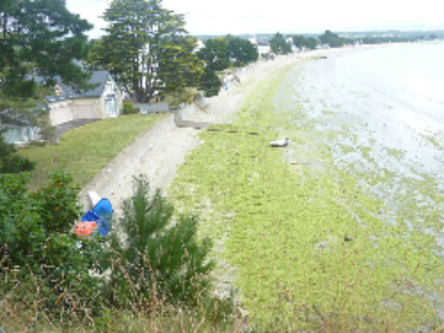 Algues vertes : bilan mitigé pour le plan 2010-2015