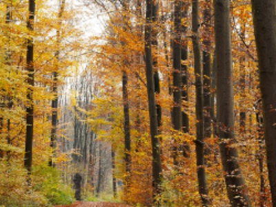 Bois et forêts : les nouveaux périmètres de l’évaluation environnementale à la loupe