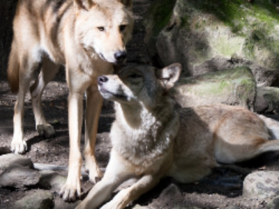 Passe d’armes sur l’abattage possible de 40 loups pour 2017/2018