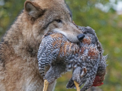 L’arrêté autorisant l’abattage de 40 loups est paru