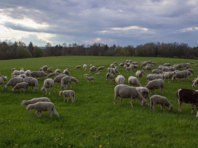 Pastoralisme : le Sénat adopte une proposition de résolution