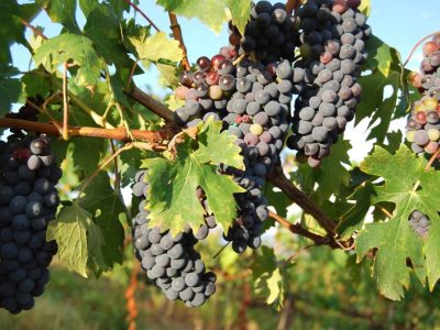 Relance de la filière viticole : des élus restent sur leur soif